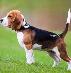 比格犬幼犬纯种米格鲁猎兔犬活体猎犬狗崽伴侣犬看家护院狗宠物犬