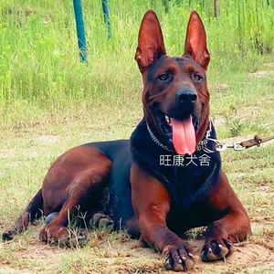莱州红幼犬纯种苏联红狼犬活体山红犬看家护院狗活物大型犬红马犬