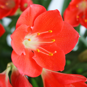 白心紫根兰盆栽植物室内绿植好养好看开花绿色植物窗台满50元包邮