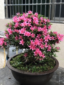 日本皋月杜鹃盆景