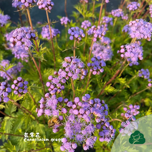 蓝雾花盆栽霍香蓟花苗蜜源植物室外庭院耐热耐寒花境多年生容易