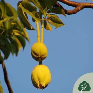 猫森园艺猴面包果树果苗波巴布树酸瓠树树苗罗蜜树马槟榔面磅树