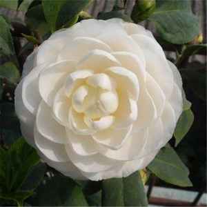 东方亮白色茶花盆栽纯白水晶白花朵四季好养阳台植物山茶花盆栽