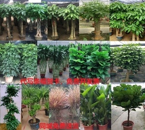 南昌市东湖区花卉绿植店开业盆栽乔迁开张盆景室内植物发财树