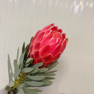 红帝王花白色帝王南非公主花束新鲜切花进口维纳斯皇后银色珊瑚果