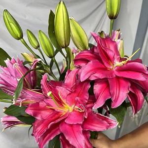 爱恋重瓣红色香水百合阿尔巴雷特大福哥雨凯瑟琳娜那芍药新鲜切花