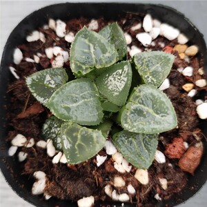 玻璃康平寿十二卷多肉植物透明大窗阳台庭院绿植特价万象玉扇玉露