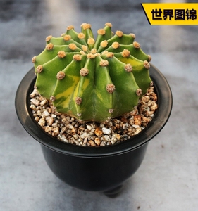世界图锦仙人球 大颗开花带锦多肉植物创意办公室防辐射小盆栽
