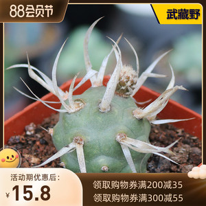 武藏野纸刺团扇仙人球 稀有软刺不扎手仙人掌多肉植物观赏小盆栽