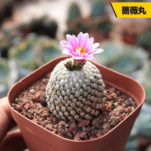 花田舍 蔷薇丸仙人球 稀有贵货趴刺不扎手开花娇丽属实生粉花冷门