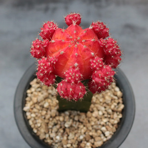 红球嫁接仙人球趣味红牡丹带柱子仙人掌多肉植物办公室防辐射盆栽