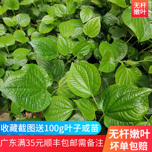 【篓叶】篓叶品牌,价格 - 阿里巴巴