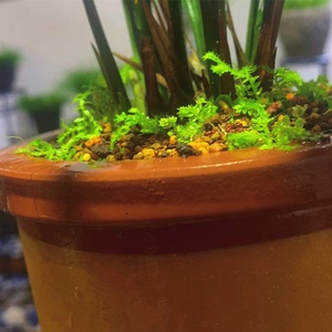 【云溪先生】翠云草青龙草盆栽绿植兰花铺面翠云草 送指导教程