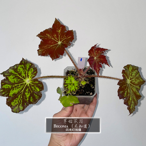 不知名杂交秋海棠begonia一物一拍睫毛杂交秋海棠茅姑花园观叶