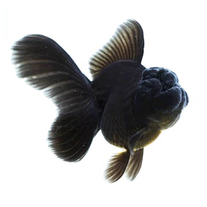 金鱼活体观赏鱼精品黑百褶泰狮冷水淡水好养活活鱼包活渔场直销