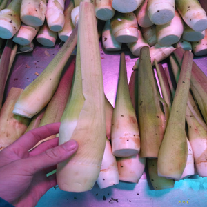 【新鲜蒲儿菜】新鲜蒲儿菜品牌,价格 - 阿里巴巴