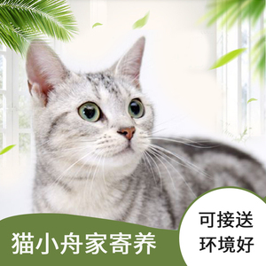 猫寄养北京宠物上门喂猫咪通州燕郊/包猫粮猫砂送洗澡无狗