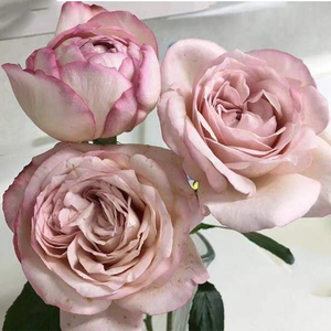 伊芙沙漠玫瑰灌木月季玫瑰花苗盆栽花卉户外花园庭院趣味净化空气