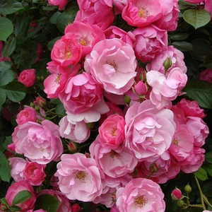 安吉拉大型爬藤本欧月季蔷薇花苗超丰花勤花多头花卉多季开大苗