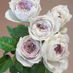 珍珠玫瑰花盆栽