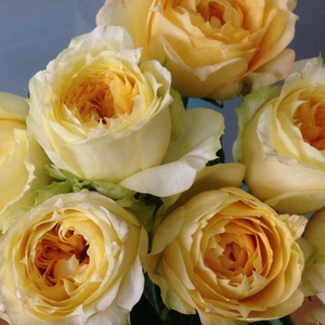 阳光古董月季大苗sunny antike玫瑰花苗大花多头强香四季开花