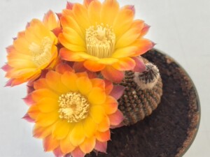 丽花球属实生 黑斜子 lobivia famatimensis 开花株仙人球