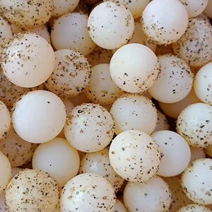 新鲜甲鱼蛋120枚 2022原生态食用老鳖蛋高营养王八蛋农场现挖现发