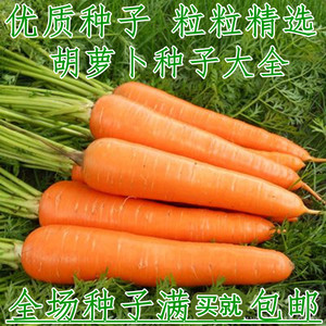 胡萝卜种籽非转基因韩国胡萝卜种子红色水果萝卜四季蔬菜秋季菜孑