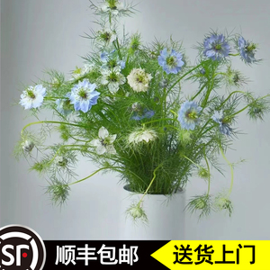 黑种草鲜花昆明斗南直发室内花瓶水养小清新仙灵生日婚礼母亲节