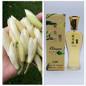 00ljw899淘宝黄桷兰白兰花香水女士持久淡香学生自然清新正品白兰味