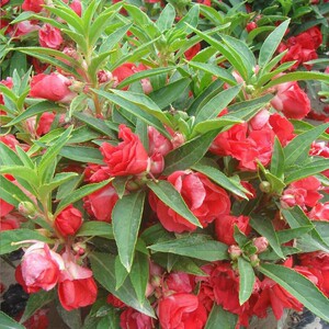 重瓣七彩凤仙花花花卉阳台盆栽花卉植物四季开花