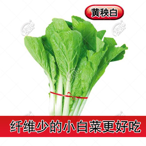 黄秧白小白菜种子种籽 夏季阳台种菜盆栽蔬菜芽苗菜四季青菜