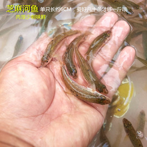 浙江野生芝麻鱼河鱼小溪鱼棍子鱼冷冻新鲜发货顺丰包邮500克盒装