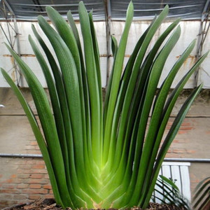 长春君子兰高档立板技师大桥皇妃一号精品兰苗小苗绿植花卉包邮