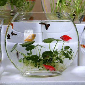 创意扁形鱼缸透明椭圆形玻璃金钱草迷你小型桌面水培铜钱草造景