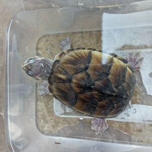 麝香龟 活体剃刀麝香龟苗蛋龟深水龟宠物观赏龟包邮包风险