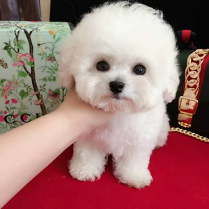 纯种比熊幼犬小体长不大飞耳比熊犬茶杯犬活体小型犬家养宠物狗狗