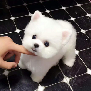 茶杯俊介博美犬长不大袖珍家养小型犬网红迷你小白狗俊介博美幼犬