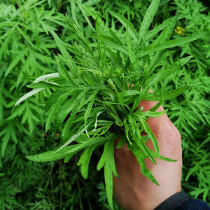 新鲜现摘艾叶草野生食用小叶艾蒿清明草家用做糍粑青团绿色农产品