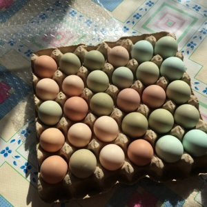 涵寒同学鸡蛋新鲜东北农家农村散养笨鸡蛋受精蛋可生食生吃30枚