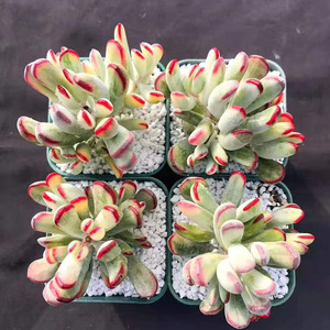 棒叶福娘锦多头小老桩稀有品种多肉植物窗阳台桌面美观趣味小盆栽