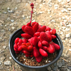 群生多头鸡血厚叶克拉夫多肉植物盆栽组合花卉薄叶紫蝶肉肉盆景