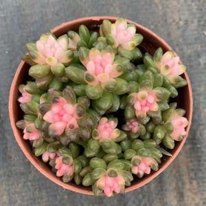 彩色赤豆锦窗阳台多肉植物美观趣味小盆栽好看的绿植花卉红色