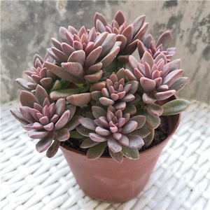 新式紫心多肉头桩植物多老群生办d桌室公面防辐射阳台z小绿植盆.