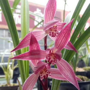 君君兰苑兰花苗 春剑中国红 漏风漏雨自然栽培