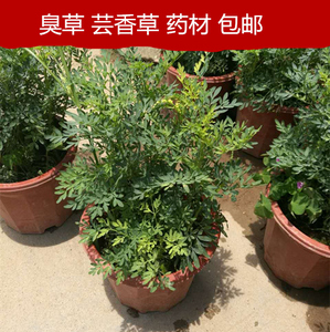 芸香草草药