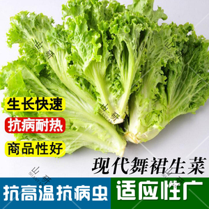 现代舞裙生菜种子 高端耐热生菜种子 四季种植 进口种源 10g蔬菜