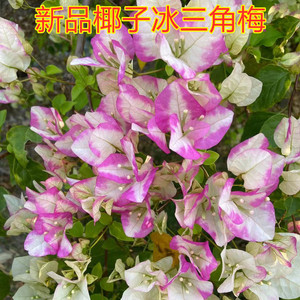 (娇娇家)新品椰子冰三角梅 勤花品种 口红的升级版 庭院植物