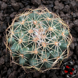 植物公馆76a实生狮子奋迅多肉仙人球拍卖包邮