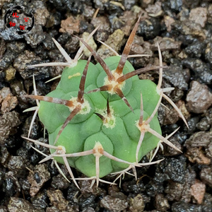 植物公馆15a实生强刺守金摩天龙多肉仙人球拍卖包邮